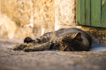 A cute tabby cat is peacefully resting on a path near the walls of an old house in Kotor, Montenegro