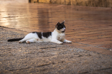 Naklejka na ściany i meble A cat sleeps on a walking path in the city center of old Kotor