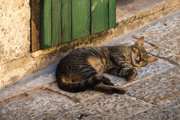 The cat sleeps very peacefully and nicely on the path of the old European city