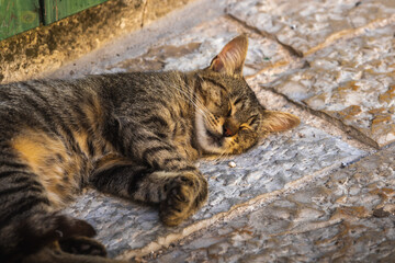 The cat sleeps very peacefully and nicely on the path of the old European city