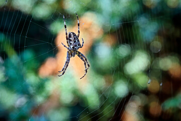 Gartenkreuzspinne ( Araneus diadematus ).