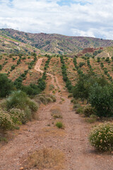 Fototapeta na wymiar dirt road between an olive grove in southern Spain