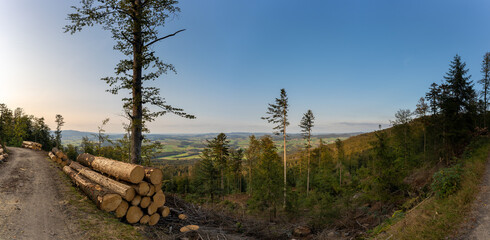 Weg im Bayerischen Wald, Holz und Baumstämme, Forstarbeiten, Panorama