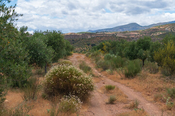 dirt road between an olive grove in southern Spain