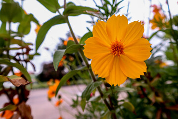 orange flower of the sky