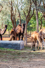 National Research Centre on Camel, Jobeer Rural, Rajasthan, India, Asia