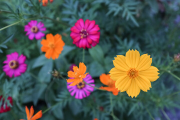 flowers in the garden