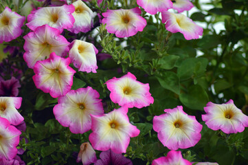 Petunia flowers in a flower bed