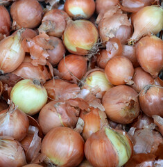 Onions. Fresh whole purple onions and one sliced onion. Heap of red and brown onions, close up.