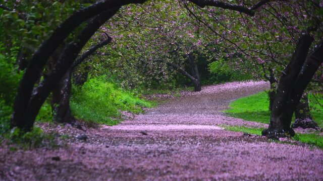 Myriad of fallen Cherry petals cover the footpath under the rows of Cherry trees in the rainy morning at Central Park New York City NY USA on May 05 2019.