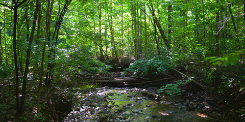 Water stream in lush green vegetation, in a forest of Oakville, Ontario / Canada during summer/fall season.