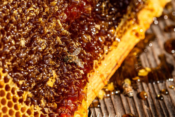 Close up view of the working bees on honey cells. frame with bees wax structure full of fresh bee...