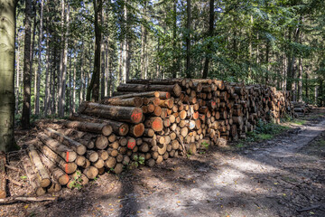 Logs in the Wildlife sanctuary Hahnheide