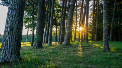 Germany, Black Forest Schwarzwald, Magical sunrays shining through tree trunks on green meadow at sunset