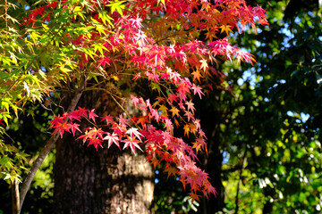 京都仁和寺の紅葉風景