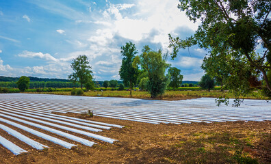 Fototapeta na wymiar Arable field with plastic covers for cultivation 