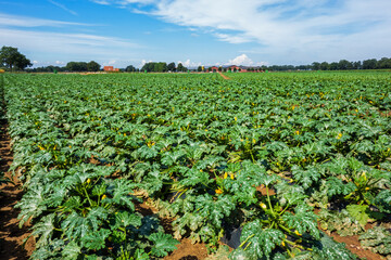 Fototapeta na wymiar Field with cultivation of zucchini (Cucurbita pepo) 