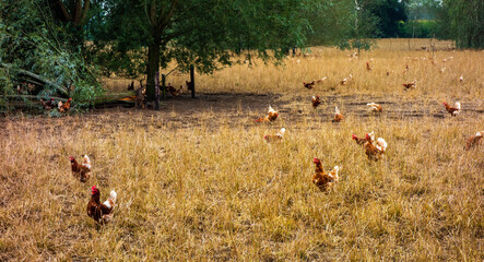 Chckens walking around in a chicken farm

