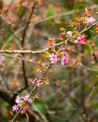 Oriental White Eye in Cherry Blossom