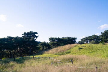 little field of grasses