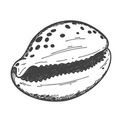 Hand-drawn seashells. An empty, closed, flat, oval solid shell of a mollusc or snail. Sketch style, engraved drawing. Black and white illustration isolated on a white background