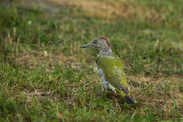 The European Green Woodpecker (Picus viridis) sitting in the grass with green background.