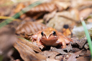 Forest frog look into the camera lens