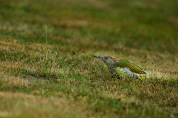 The European Green Woodpecker (Picus viridis) sitting in the grass with green background.