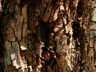 High contrast tree bark texture