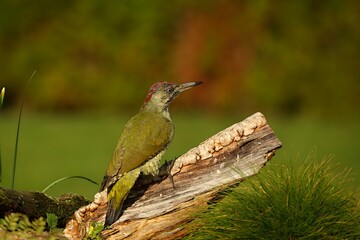 The European Green Woodpecker (Picus viridis) sitting on the branche  with green background.
