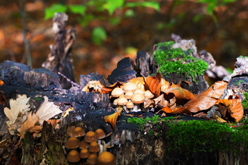 View of the forest cover with fallen leaves