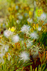 Dandelion seed bush