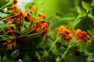 orange flower in the garden