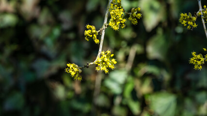 Lyric twig  cornelian cherry with yellow flowers on grey blurred with bokeh background. Soft selective macro focus Cornus mas blossom (European cornel, dogwood) in early spring. Place for your text