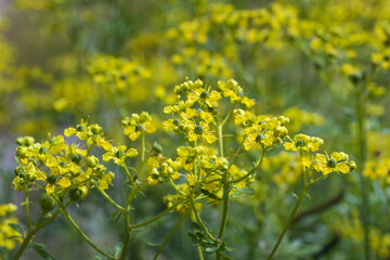 Blooming common rue or herb-of-grace (Ruta graveolens) with yellow flowers, aromatic herb and medicinal plant since ancient times, copy space, very narrow depth of field