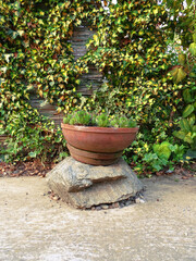 On the stone is a brick pot with the common houseleek plant, and in the background is a colorful hedge of ivy