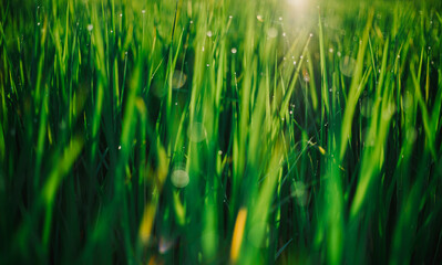 close up of green grass leaf and sun with dew drops and bokeh 