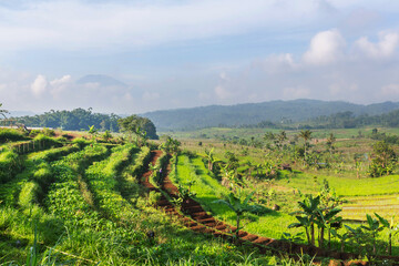 Fototapeta na wymiar Fields in Indonesia