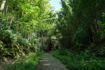 Obraz premium A deserted forest road deep in the mountains of Kyoto