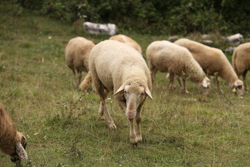 Naklejka na ściany i meble A herd of white sheep grazes on a fenced pasture