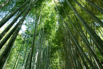 A view of a bamboo forest that glows mysteriously in the sun