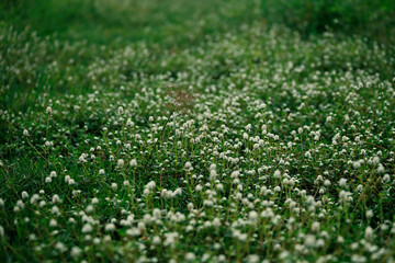green grass texture