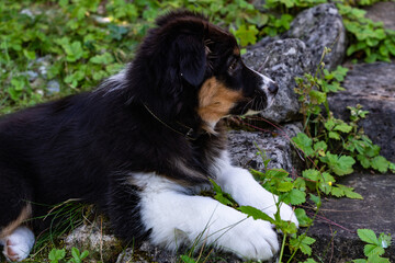 Nelly - Australian Shepherd Welpe entspannt auf den Steinstufen