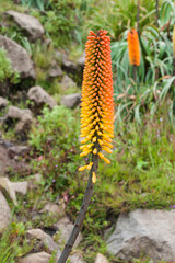 Kniphofia also called Tritoma or Red Hot poker (Kniphofia foliosa), Simien Mountains National Park, Unesco World Heritage Site, Amhara region, Ethiopia