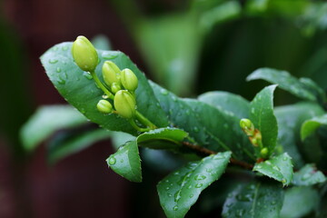 Obraz premium ฺCloseup Before flowers of Ochna kirkii Oliv,Micky mouse tree in the park