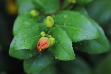 Closeup Before flowers of Ochna kirkii Oliv,Micky mouse tree in the park