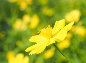 Blur background the green leaves and yellow flowers in the flowers filed