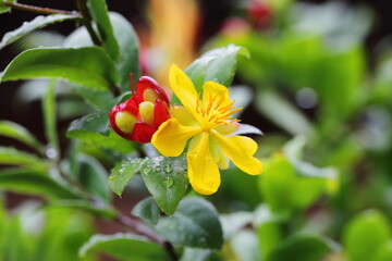 Closeup flowers of Ochna kirkii Oliv,Micky mouse tree in the park