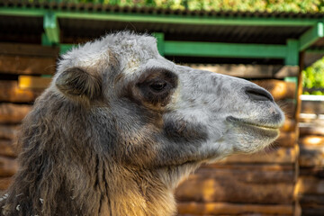 Fototapeta premium Adult camel head close up, camel in the zoo