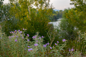 multiple purple small flowers blooming